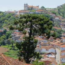 Araucaria tree in Ouro Preto